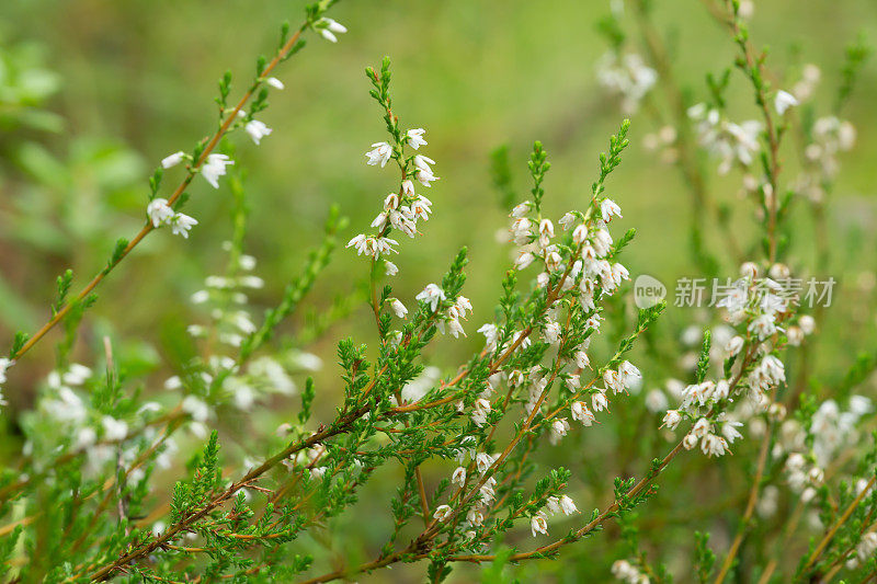 开花的白色石南花，Calluna vulgaris植物